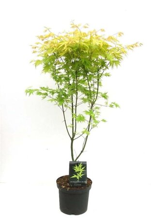 Acer pal. 'Orange Dream' 80-100 cm cont. 7,5L