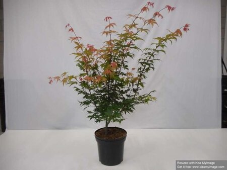 Acer pal. 'Osakazuki' 60-80 cm cont. 12L