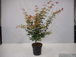 Acer pal. 'Osakazuki' 60-80 cm cont. 12L