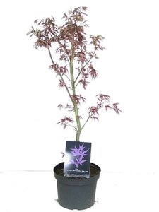 Acer pal. 'Pixie' 50-60 cm cont. 5,0L - afbeelding 1