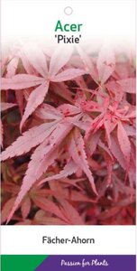 Acer pal. 'Pixie' 50-60 cm cont. 5,0L - afbeelding 2