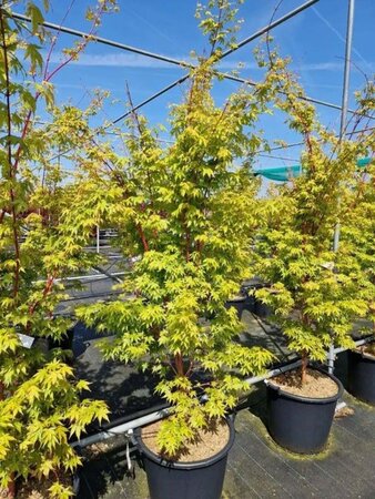 Acer pal. 'Sangokaku' 150-175 cm cont. 50L - afbeelding 2