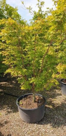 Acer pal. 'Sangokaku' 150-175 cm cont. 50L - afbeelding 1