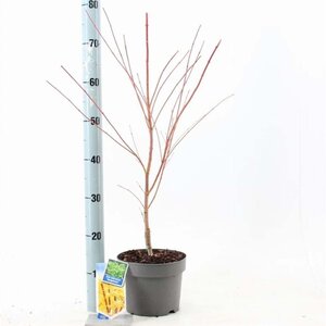 Acer pal. 'Sangokaku' 50-60 cm cont. 3,0L - afbeelding 4