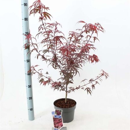 Acer pal. 'Shaina' 50-60 cm cont. 3,0L - afbeelding 2