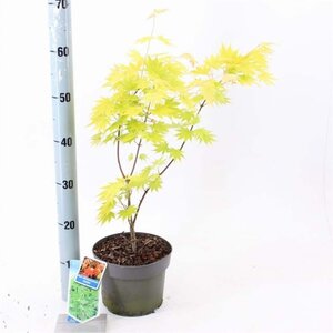 Acer shirasawanum 'Jordan' 40-50 cm cont. 3,0L - afbeelding 1