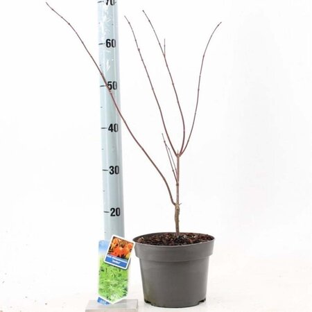 Acer shirasawanum 'Jordan' 40-50 cm cont. 3,0L - afbeelding 3