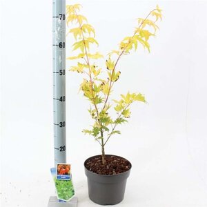 Acer shirasawanum 'Jordan' 40-50 cm cont. 3,0L - afbeelding 4