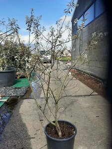 Amelanchier lamarckii 100-125 cm cont. 15L