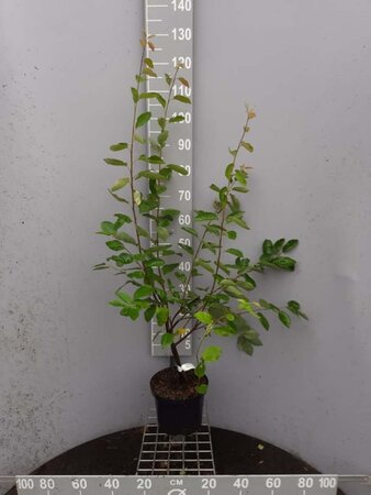 Amelanchier lamarckii 125-150 cm cont. 5,0L - afbeelding 2