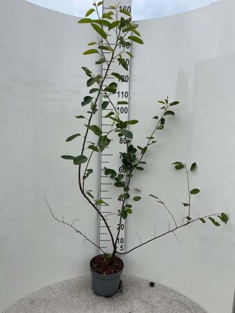 Amelanchier lamarckii 125-150 cm cont. 5,0L - afbeelding 1