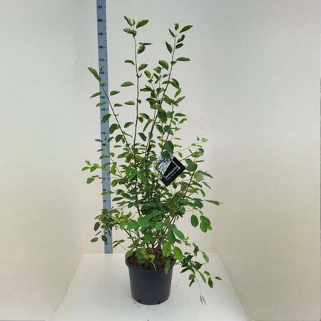 Amelanchier lamarckii 150-175 cm cont. 20L - afbeelding 1