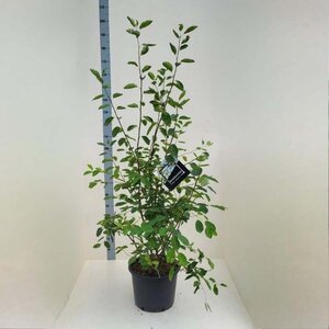 Amelanchier lamarckii 150-175 cm cont. 20L - afbeelding 1