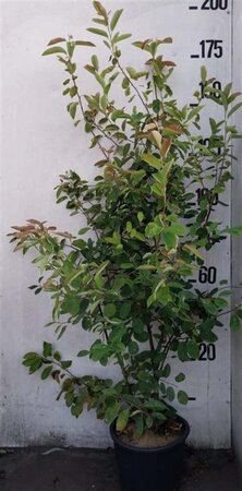 Amelanchier lamarckii 150-175 cm cont. 20L - afbeelding 2