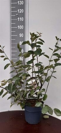 Amelanchier lamarckii 60-80 cm cont. 7,5L