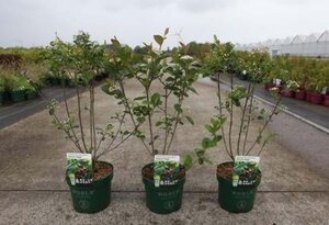 Aronia melanocarpa 'Autumn Magic' 40-50 cm cont. 3,5L