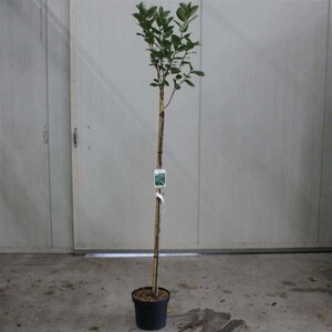 Aronia prunifolia 'Viking' 120 cm stam cont. 7,5L