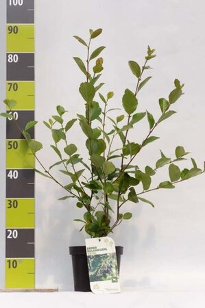 Aronia prunifolia 'Viking' 40-60 cm cont. 3,0L - afbeelding 2