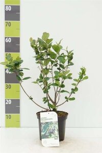 Aronia prunifolia 'Viking' 40-60 cm cont. 3,0L - afbeelding 3