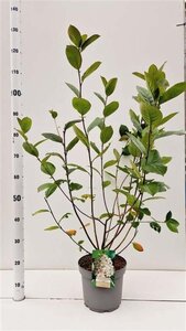 Aronia prunifolia 'Viking' 60-80 cm cont. 5,0L - afbeelding 3