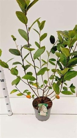 Aronia prunifolia 'Viking' 60-80 cm cont. 5,0L - afbeelding 2