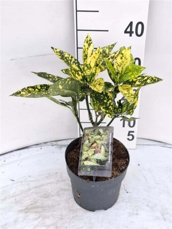 Aucuba jap. 'Crotonifolia' 30-40 cm cont. 2,0L - afbeelding 4