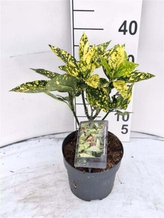 Aucuba jap. 'Crotonifolia' 30-40 cm cont. 2,0L - afbeelding 3