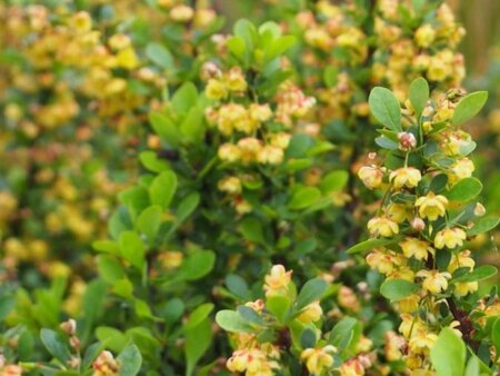 Berberis buxifolia 'Nana' 30-40 cm cont. 3,0L - afbeelding 1