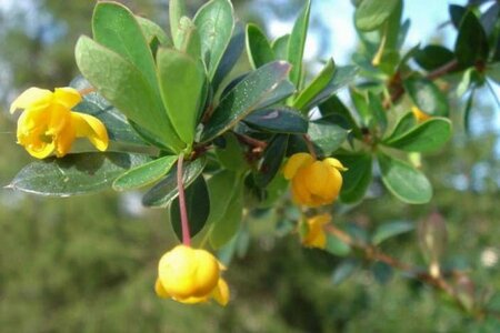 Berberis buxifolia 'Nana' 30-40 cm cont. 3,0L - afbeelding 2