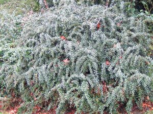 Berberis frikartii 'Amstelveen' 30-40 cm cont. 10L - afbeelding 1