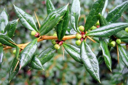 Berberis frikartii 'Amstelveen' 30-40 cm cont. 10L - afbeelding 2