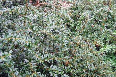 Berberis frikartii 'Amstelveen' 30-40 cm cont. 10L - afbeelding 3