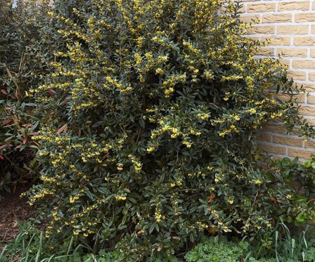 Berberis julianae 100-125 cm met kluit - afbeelding 1