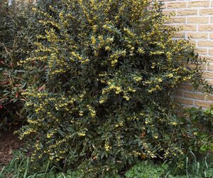 Berberis julianae 100-125 cm met kluit - afbeelding 1