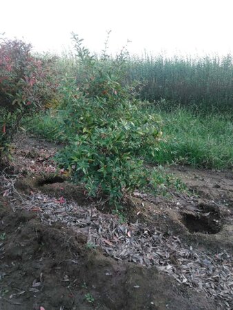 Berberis julianae 100-125 cm met kluit - afbeelding 4