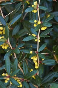 Berberis julianae 100-125 cm met kluit - afbeelding 2