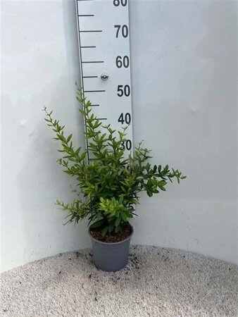 Berberis julianae 25-30 cm cont. 2,0L - afbeelding 1