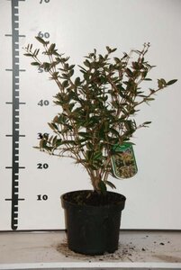 Berberis julianae 30-40 cm cont. 3,0L