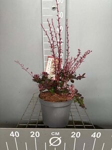 Berberis thunb. 'Harlequin' 30-40 cm cont. 3,0L - afbeelding 1