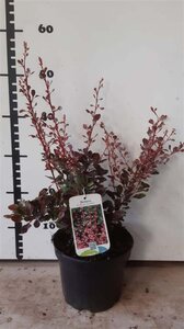 Berberis thunb. 'Harlequin' 30-40 cm cont. 3,0L - afbeelding 2