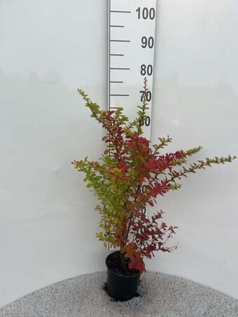 Berberis thunbergii 40-60 cm cont. 2,0L