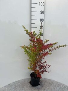 Berberis thunbergii 40-60 cm cont. 2,0L