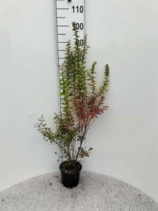 Berberis thunbergii 60-80 cm cont. 2,0L - afbeelding 1