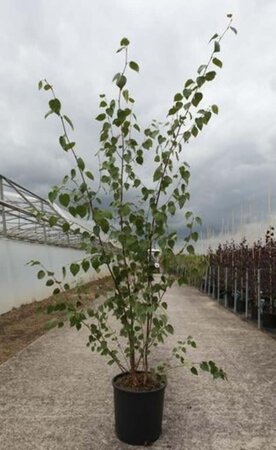 Betula utilis jacquemontii (= Doorenbos) 150-175 cm cont. 18L