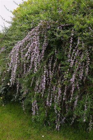 Buddleja alternifolia 50-60 cm cont. 3,0L - afbeelding 1