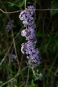 Buddleja alternifolia 50-60 cm cont. 3,0L - afbeelding 2