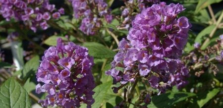 Buddleja 'Blue Chip' 25-30 cm cont. 3,0L - afbeelding 1