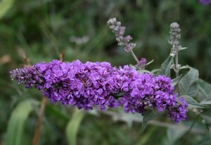 Buddleja 'Blue Chip' 25-30 cm cont. 3,0L - afbeelding 2