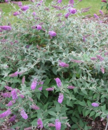 Buddleja 'Blue Chip' 25-30 cm cont. 3,0L - afbeelding 3