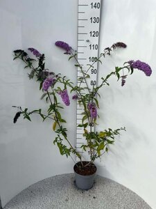 Buddleja d. 'Border Beauty' 60-80 cm cont. 5,0L